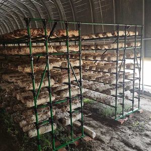 Mushroom Shelving